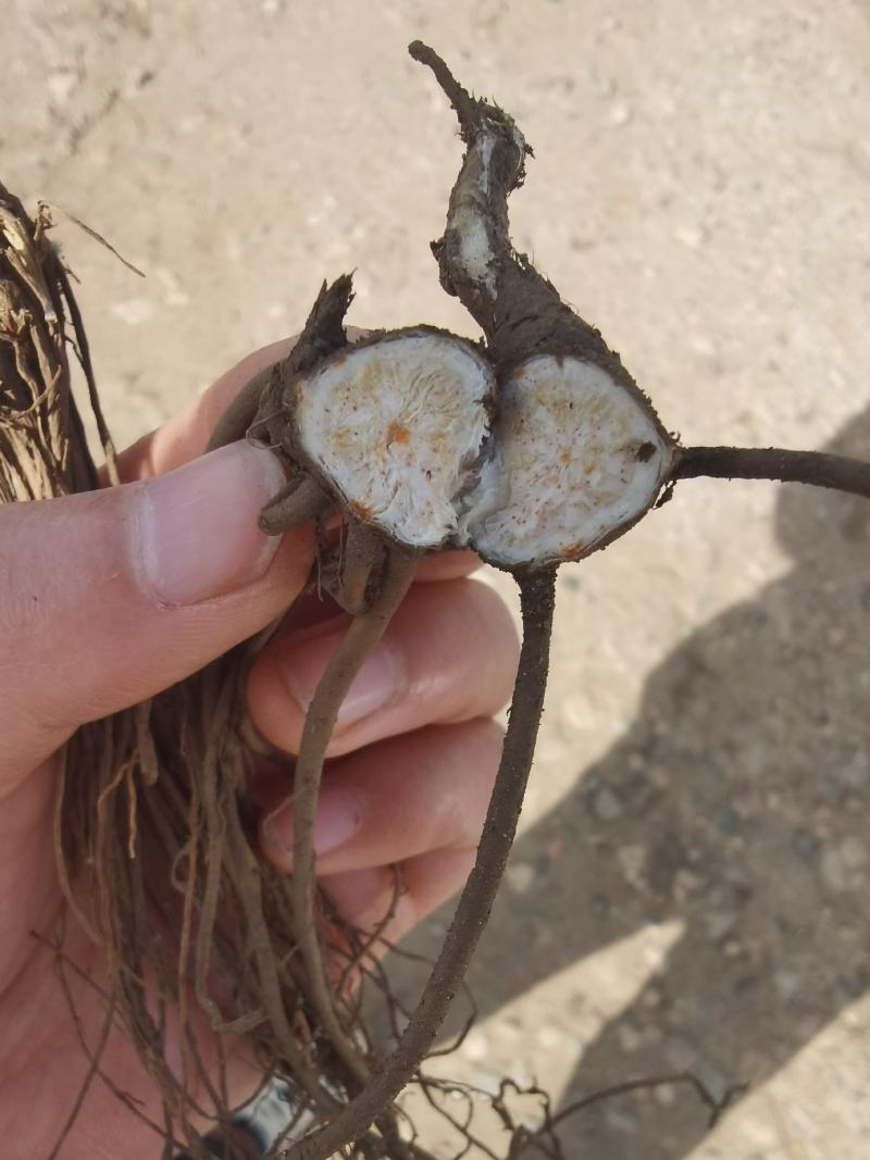 苍术种苗白茬朱砂点苍术种苗一年苗二年苗