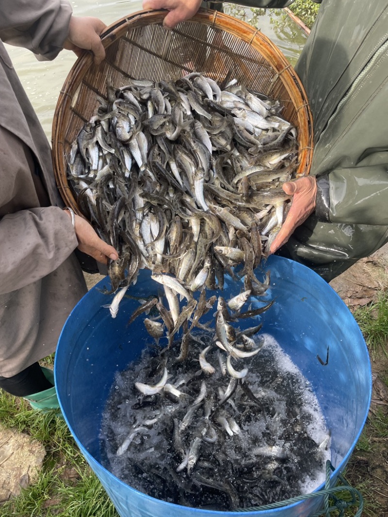 【花骨鱼】水产养殖花骨鱼土风鱼规格随便选成活率高品质