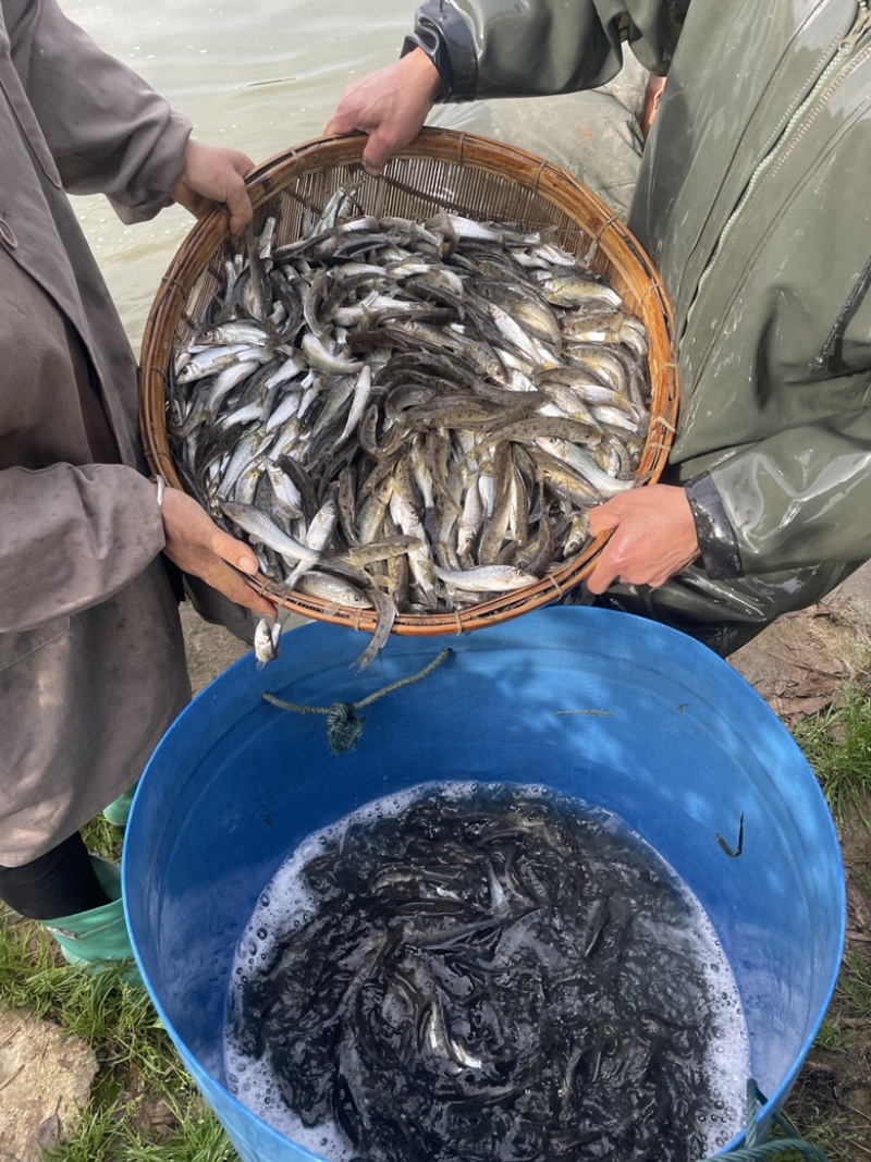 【花骨鱼】水产养殖花骨鱼土风鱼规格随便选成活率高品质