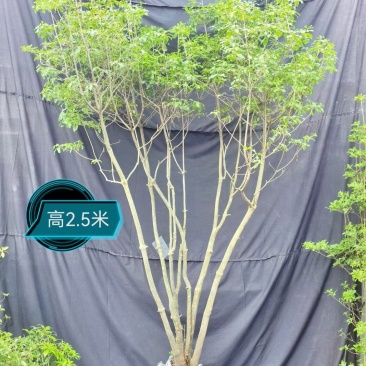 春天的代表（吊钟花）