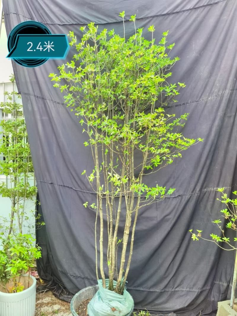 春天的代表（吊钟花）