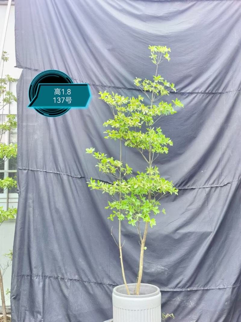 春天的代表（吊钟花）