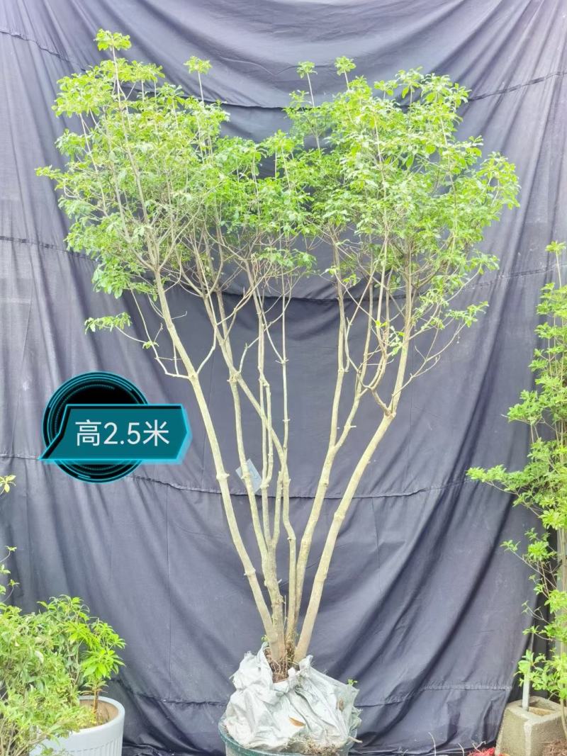 春天的代表（吊钟花）