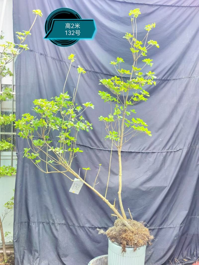春天的代表（吊钟花）
