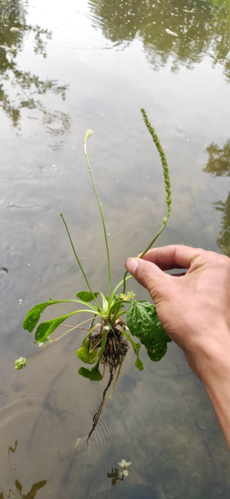 野生车前草