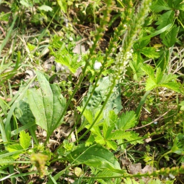野生车前草