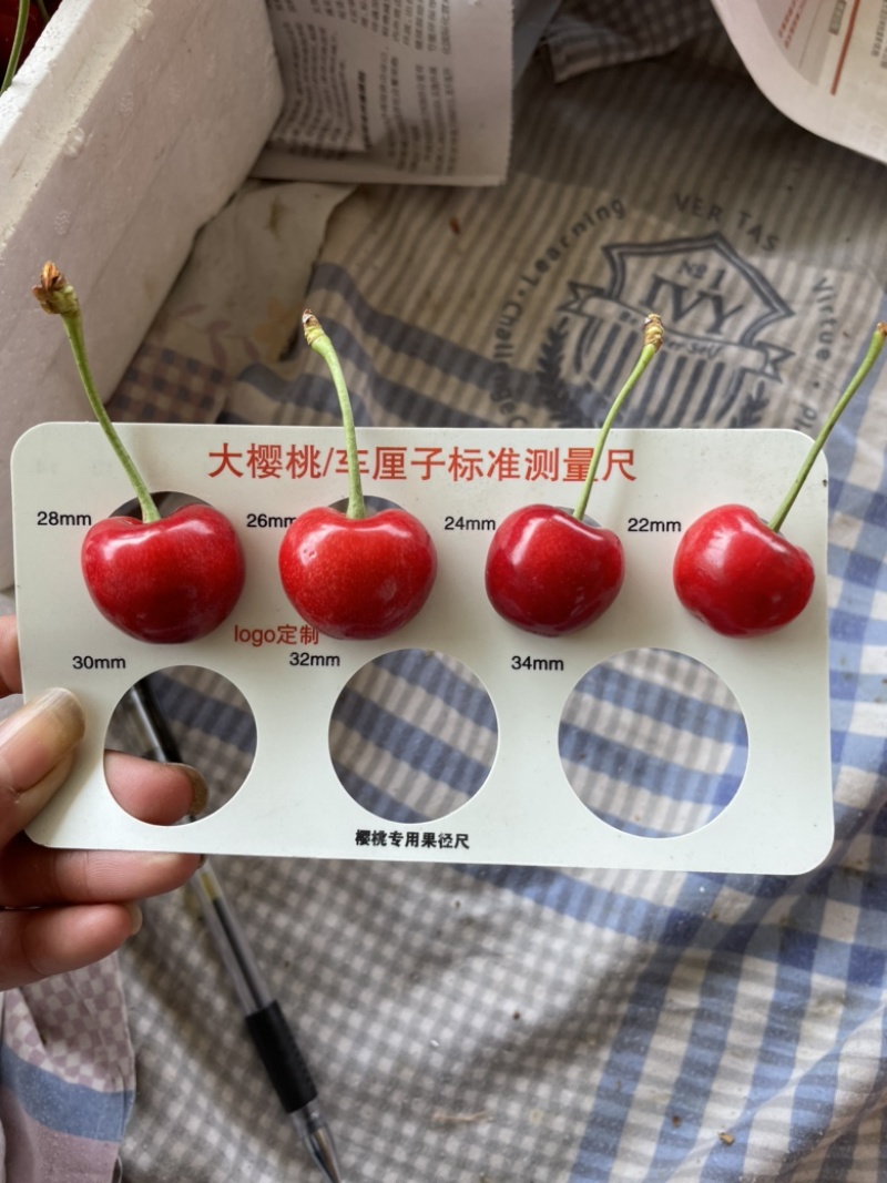 泰安露天大樱桃助农活动中，红灯美早萨米托黄蜜