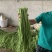 广西长豆角大量上市，70公分左右，可供商超批发商