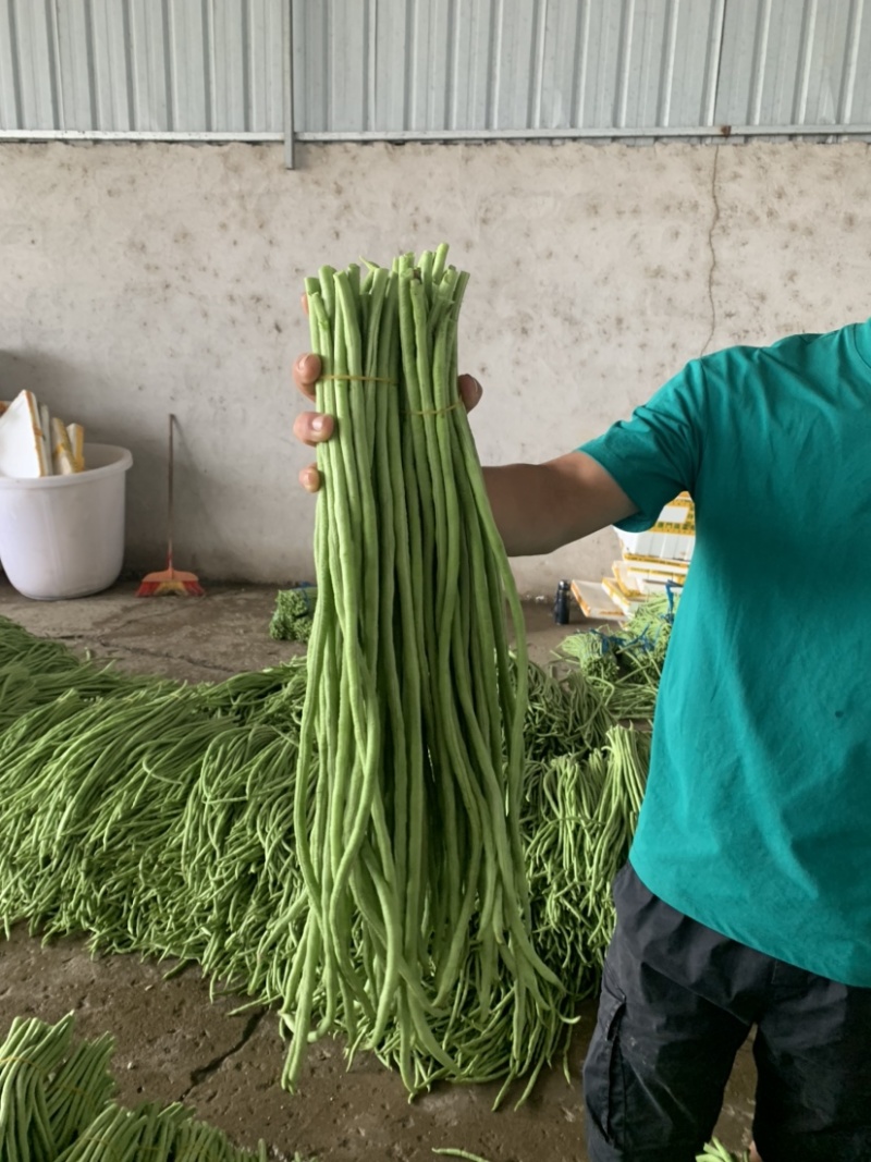 广西长豆角大量上市，70公分左右，可供商超批发商