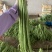 广西长豆角大量上市，70公分左右，可供商超批发商
