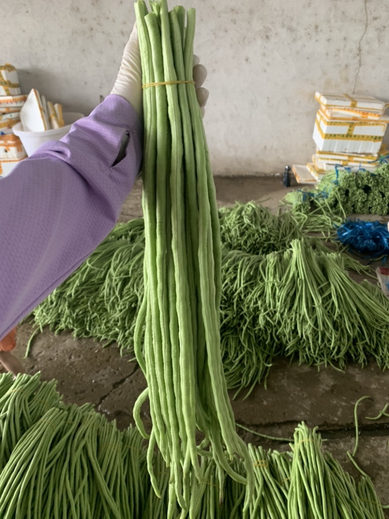 广西长豆角大量上市，70公分左右，可供商超批发商