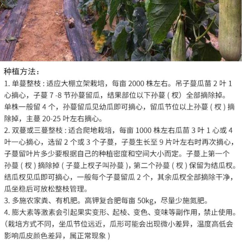 羊角酥甜瓜种子10克/袋酥脆甜酥，甜，脆！