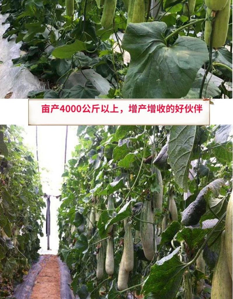 羊角酥甜瓜种子10克/袋酥脆甜酥，甜，脆！