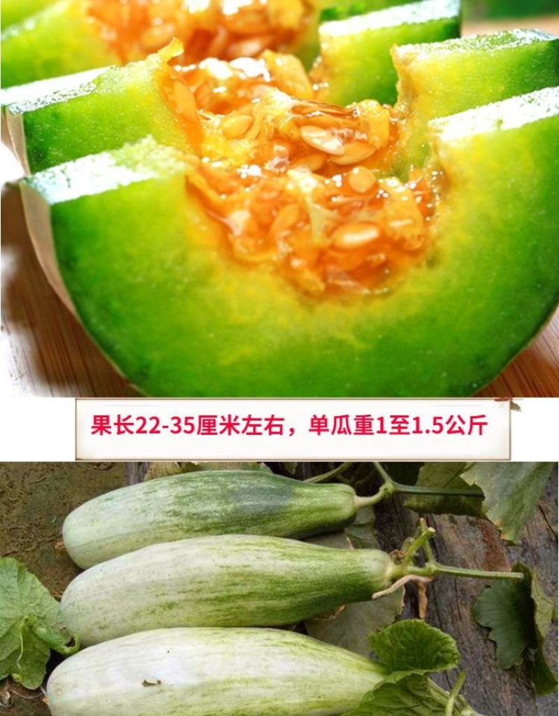 羊角酥甜瓜种子10克/袋酥脆甜酥，甜，脆！