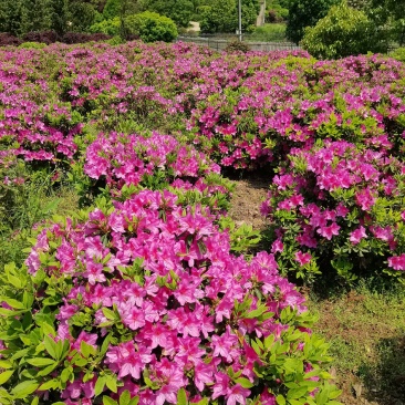 产地供应园林绿化花灌木精品杜鹃球杜鹃毛球春鹃精球量大从优