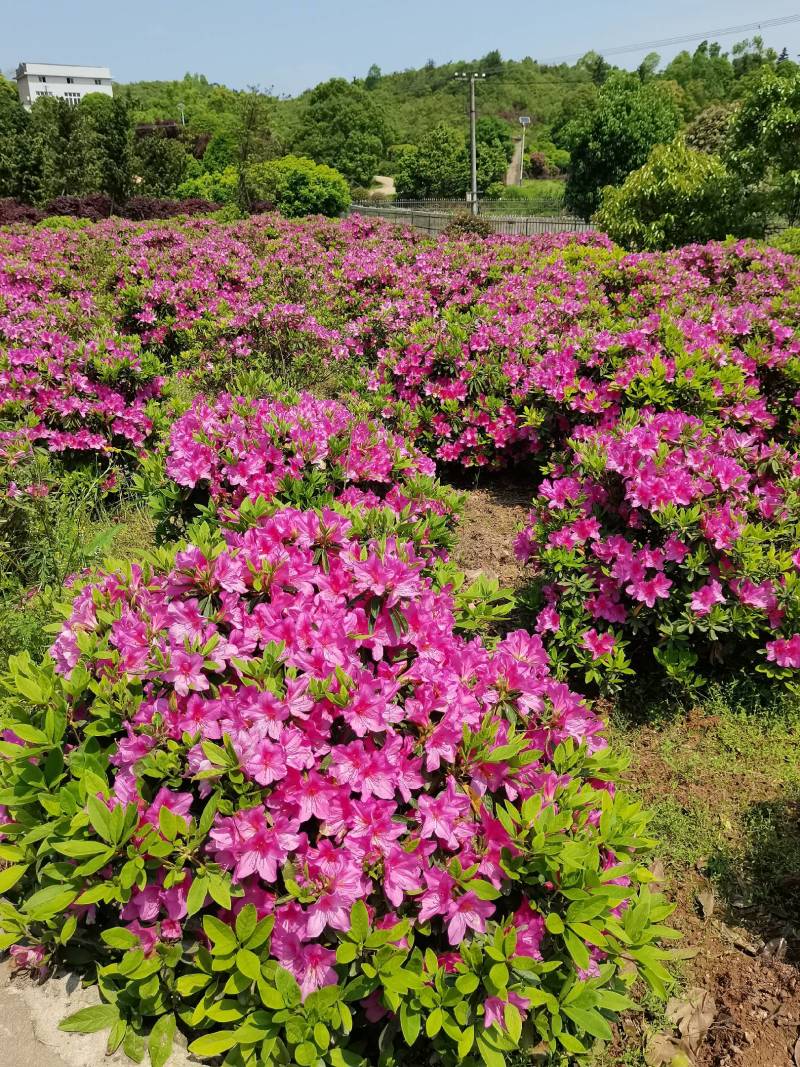 产地供应园林绿化花灌木精品杜鹃球杜鹃毛球春鹃精球量大从优