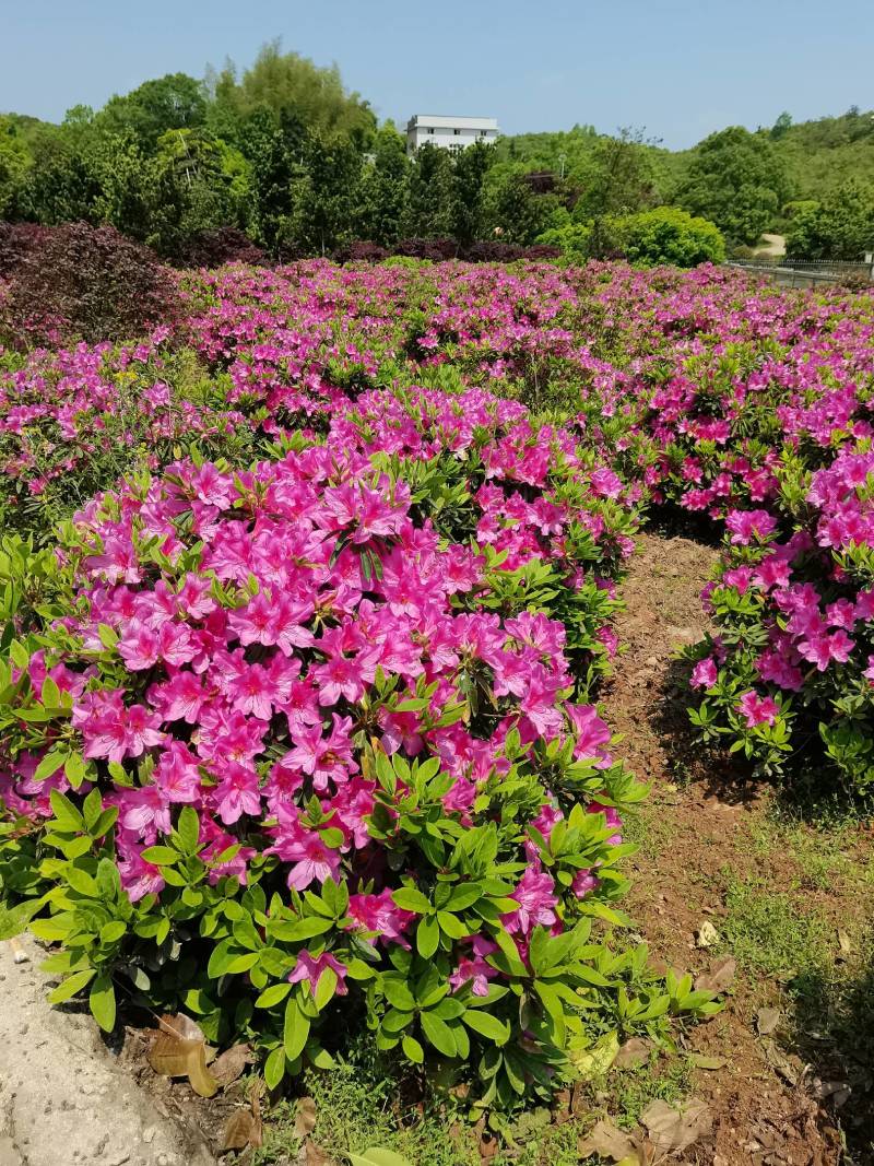 产地供应园林绿化花灌木精品杜鹃球杜鹃毛球春鹃精球量大从优