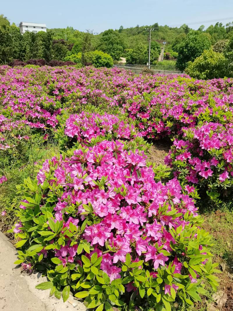 产地供应园林绿化花灌木精品杜鹃球杜鹃毛球春鹃精球量大从优