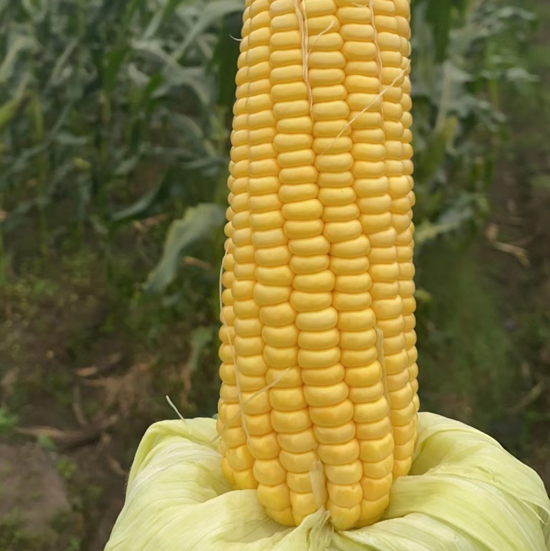 广东玉米🌽