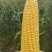 广东玉米🌽