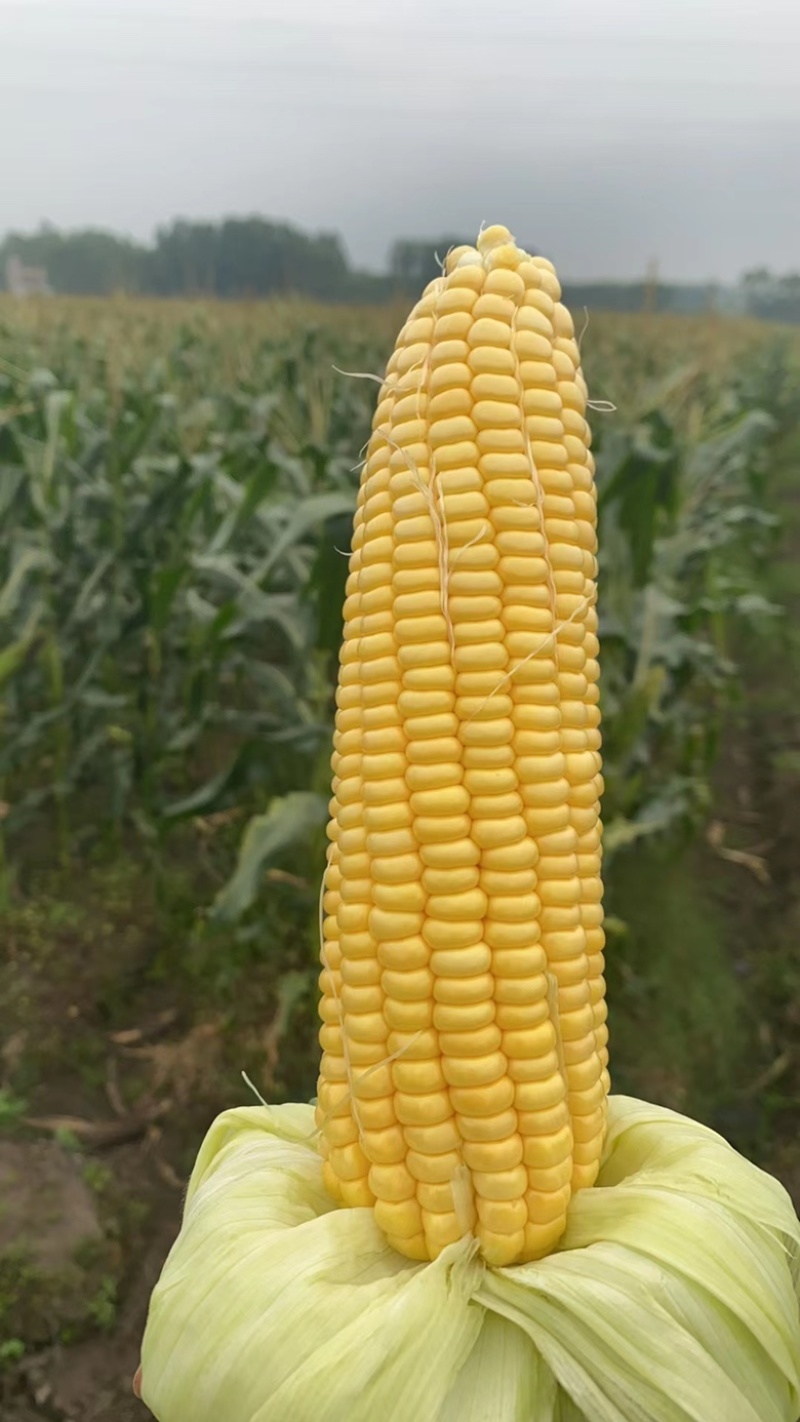 广东玉米🌽