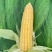 广东玉米🌽