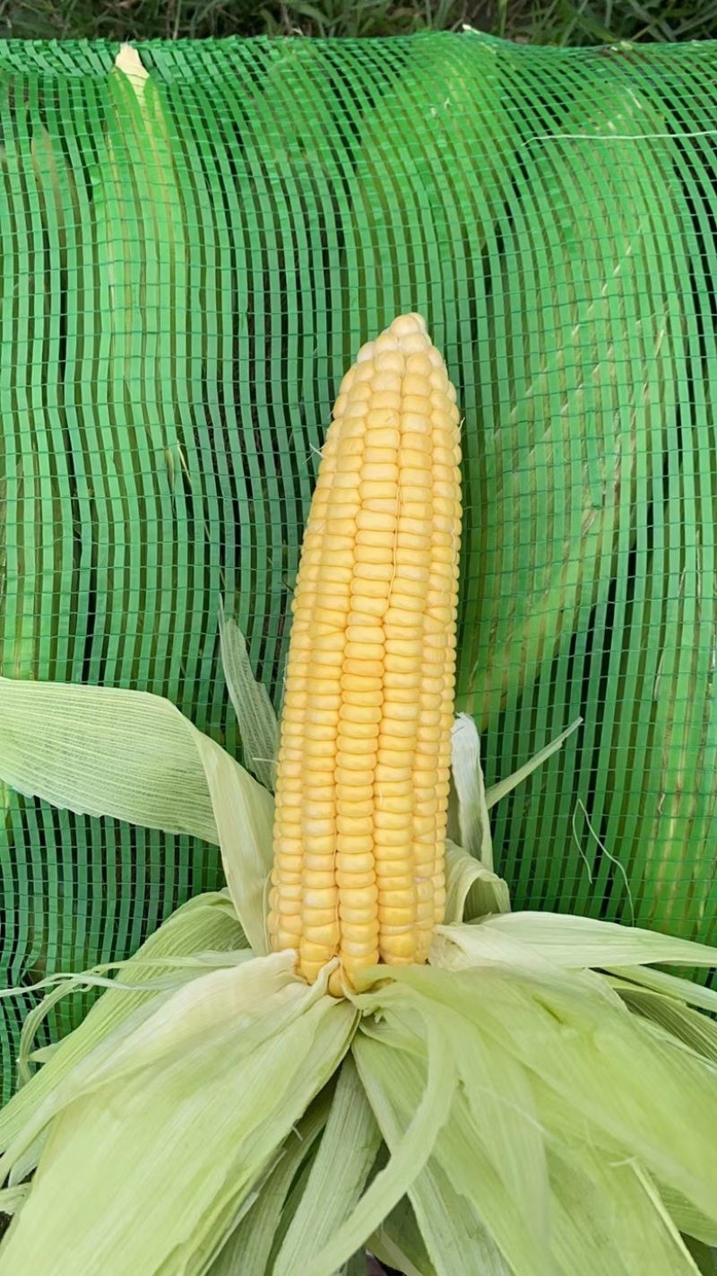广东玉米🌽
