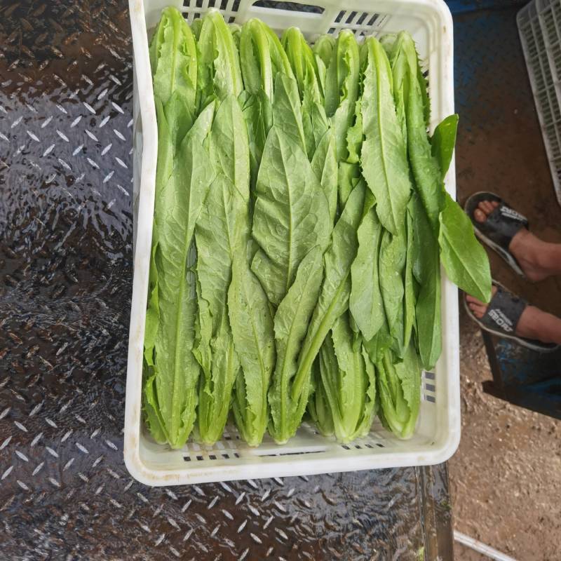 常年精品油麦菜，可以地头收货，质量好价格优，可视频看货