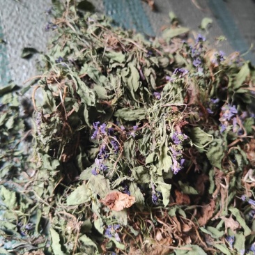 紫花地丁带花