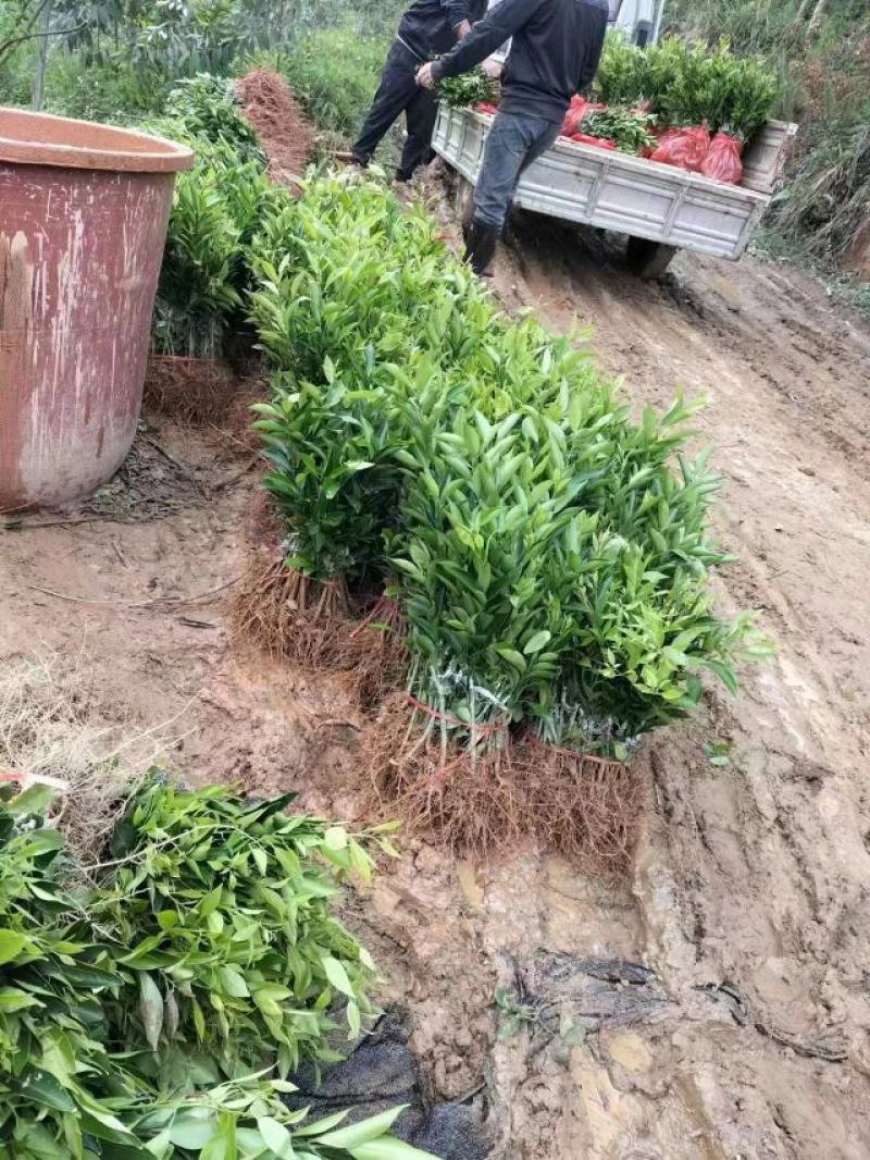 柠檬头嫁接茶枝柑（陈皮柑）