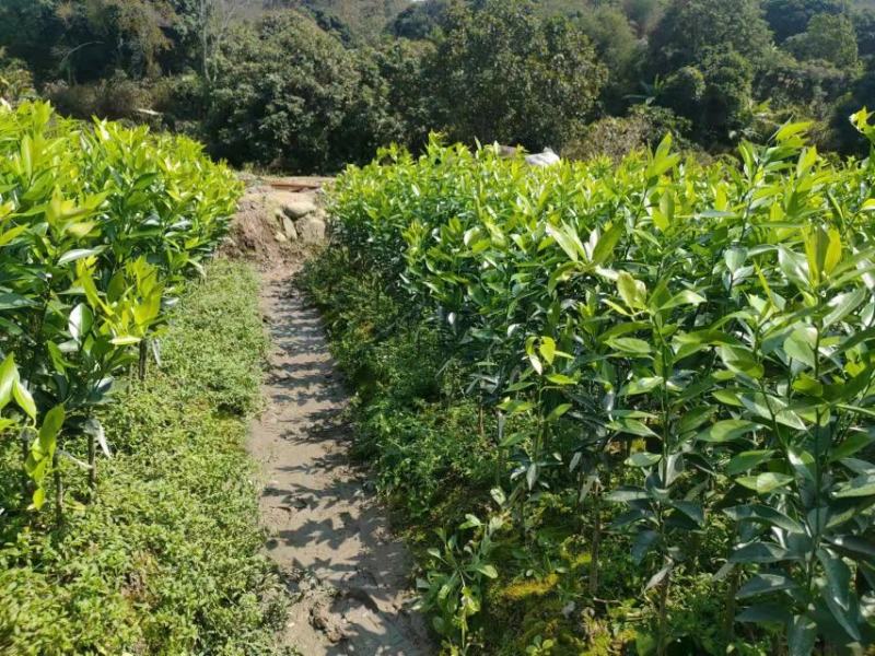 柠檬头嫁接茶枝柑（陈皮柑）