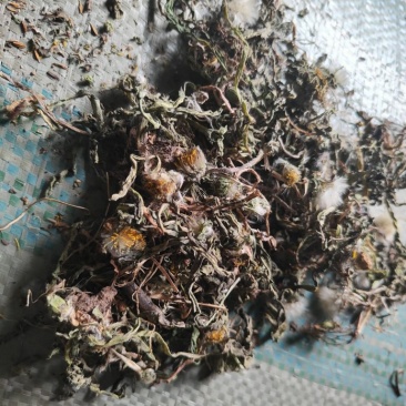 蒲公英带花带跟野生