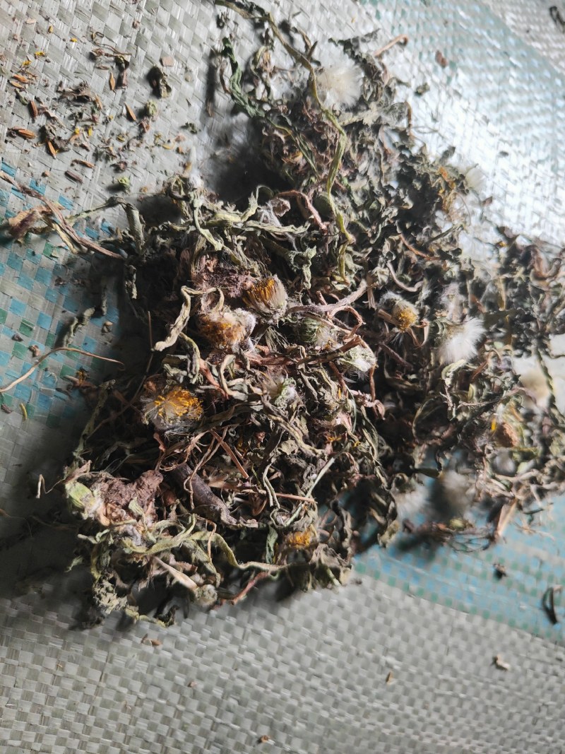 蒲公英带花带跟野生