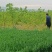 中油27号，即将上市！抢占市场！把握机遇！