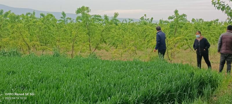 中油27号，即将上市！抢占市场！把握机遇！