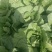 白菜大量上市
