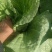 白菜大量上市