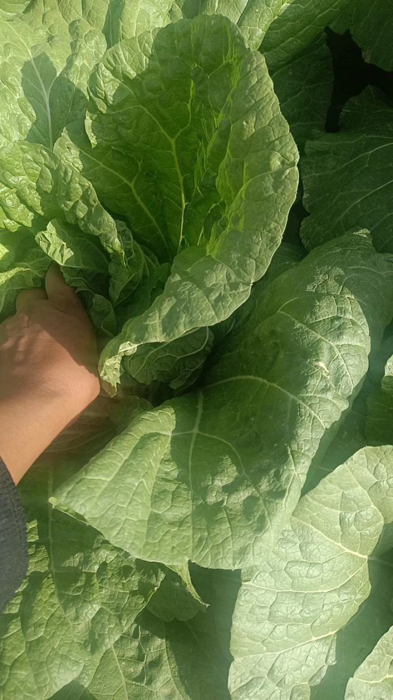 白菜大量上市