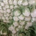 白菜大量上市