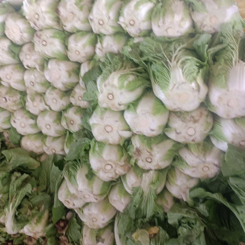 白菜大量上市