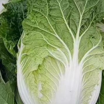 白菜大量上市