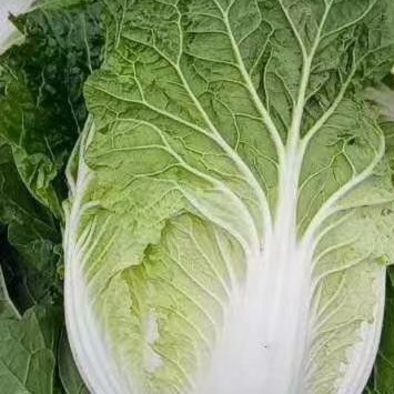 白菜大量上市