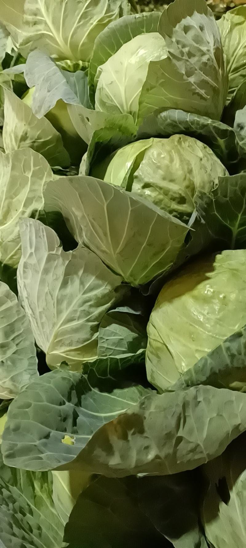 包菜大量上市