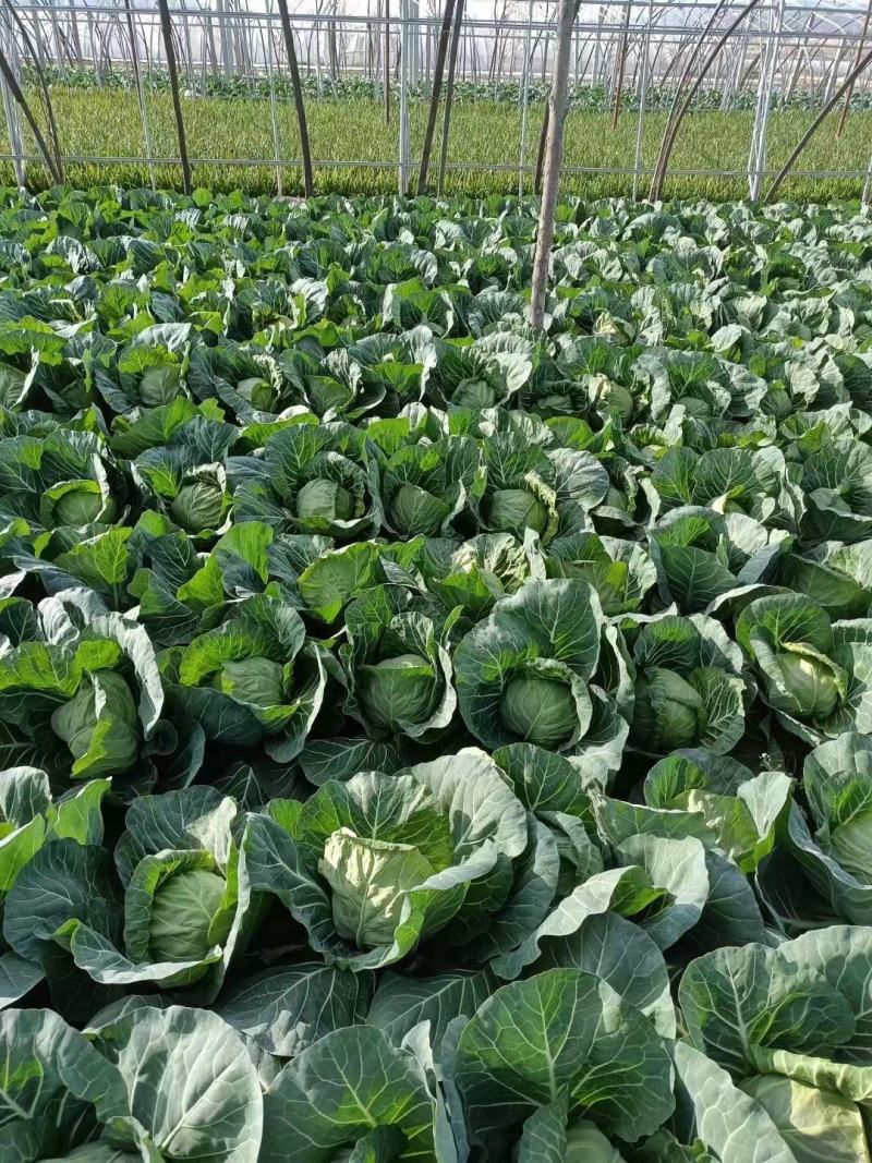 包菜大量上市