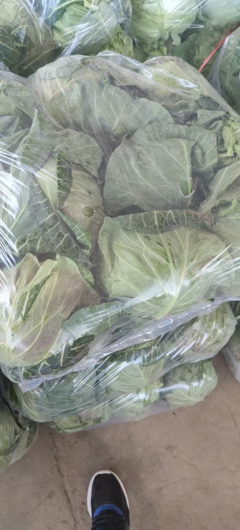 包菜大量上市