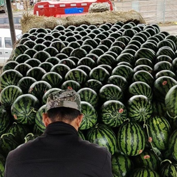 河南精品甜王西瓜,诚心代办代发全国,皮薄个大糖度高!