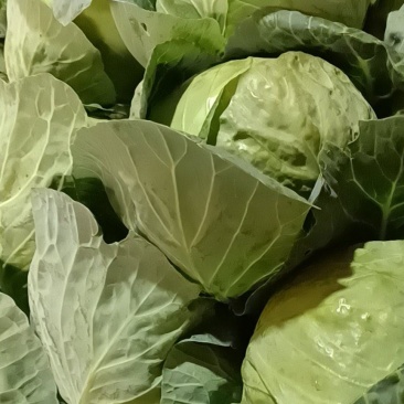 包菜大量上市