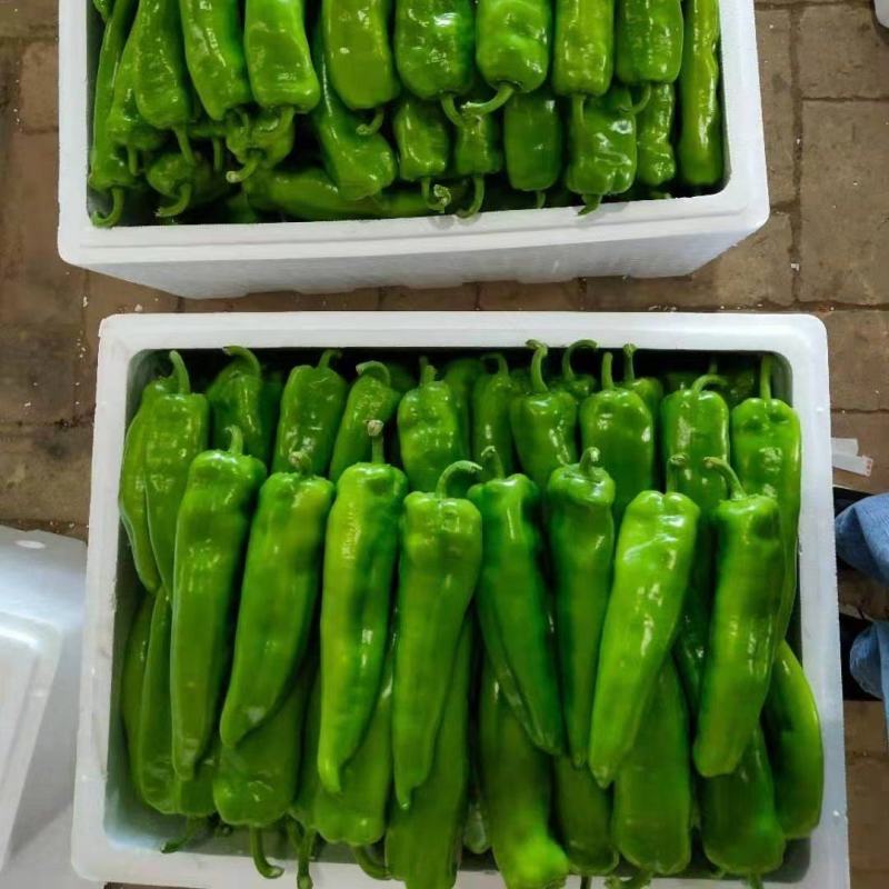 第一茬精品牛角椒刚上市，可通过平台支付发货！质量精品，