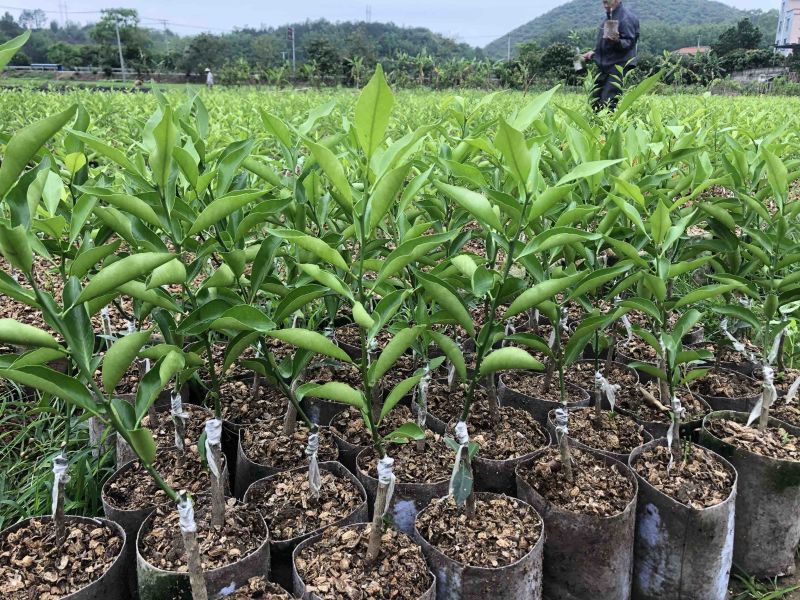 新会柑苗四会柑苗又名茶枝柑剥皮柑苗基地直发