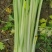 精品芹菜，规格齐全